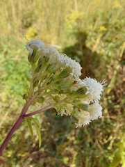 Ageratina altissima