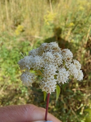 Ageratina altissima