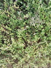 Chaenostoma hispidum