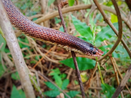 Photo of a Troschel's Pampas Snake (Phimophis guianensis)