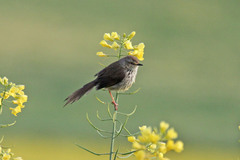 Prinia maculosa