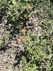 Sphaeralcea hastulata