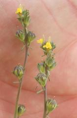 Linaria simplex