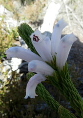 Erica viscaria