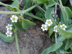 Diplolepis geminiflora