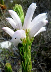Erica viscaria