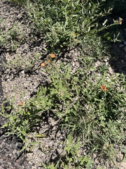 Sphaeralcea hastulata