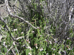 Diplolepis geminiflora