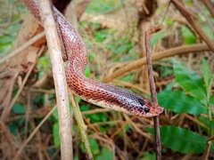 Phimophis guianensis
