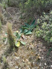 Brunsvigia orientalis