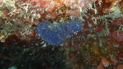 Virididentula dentata