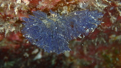 Virididentula dentata