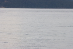 Brachyramphus marmoratus