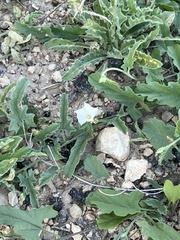 Convolvulus equitans