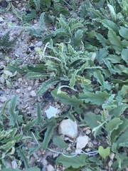 Convolvulus equitans