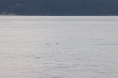 Brachyramphus marmoratus