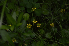 Halerpestes cymbalaria