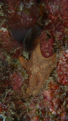 Oreaster clavatus