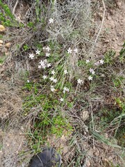 Jamesbrittenia microphylla