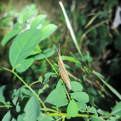Phlaeoba antennata