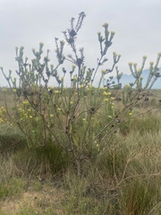 Leucadendron chamelaea
