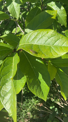 Chionanthus virginicus