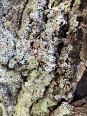 Myelochroa aurulenta