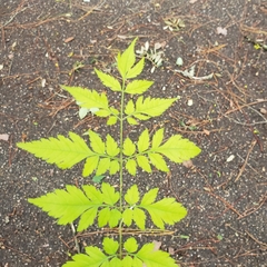 Koelreuteria paniculata