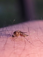 Aedes taeniorhynchus