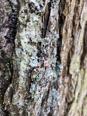 Myelochroa aurulenta