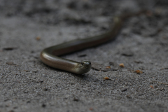 Anguis colchica
