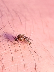 Aedes taeniorhynchus