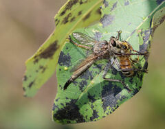 Proctacanthus milbertii