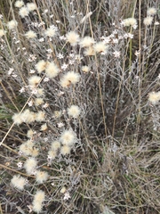 Galatella villosa