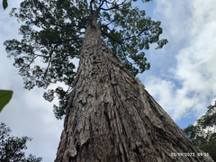 Ulmus mexicana