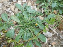 Anthyllis circinnata