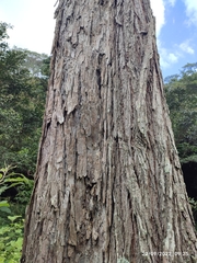 Ulmus mexicana