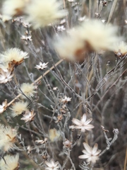 Galatella villosa