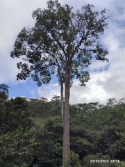 Ulmus mexicana