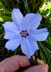 Aristea spiralis