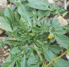 Anthyllis circinnata