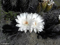 Trichocereus deserticola