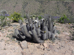 Trichocereus deserticola