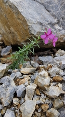 Chamaenerion dodonaei