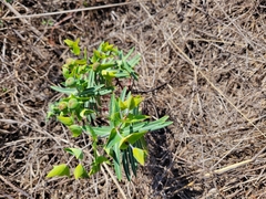 Euphorbia lathyris