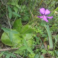 Pinguicula moranensis