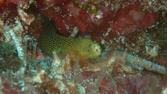 Gymnothorax miliaris