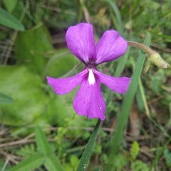 Pinguicula moranensis