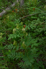 Astragalus americanus