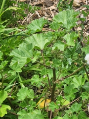 Malva parviflora